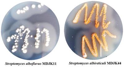 Synergistic effect of co-culture rhizosphere Streptomyces: A promising strategy to enhance antimicrobial activity and plant growth-promoting function